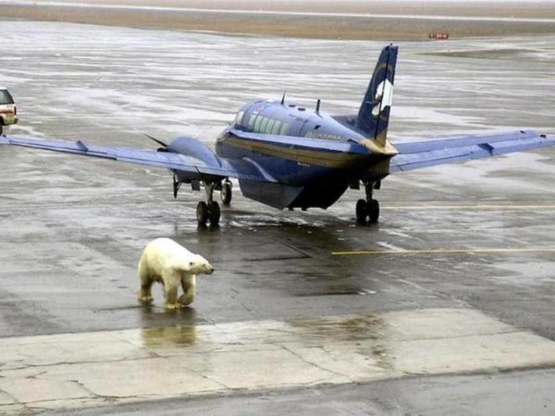 An unusual combination at the Barrow Airport. Photo courtesy of Barrow Photos
