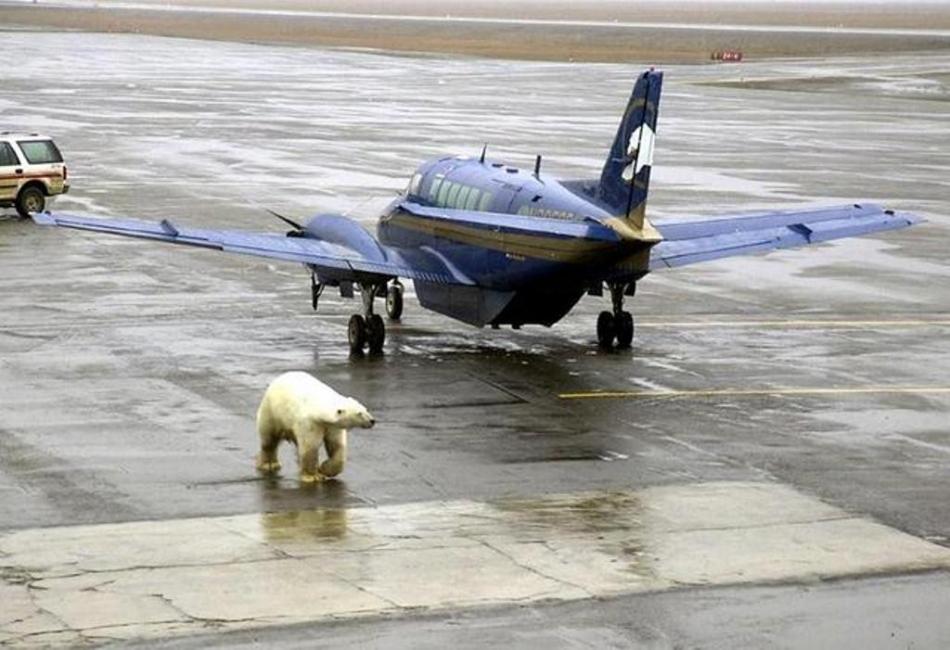 An unusual combination at the Barrow Airport. Photo courtesy of Barrow Photos