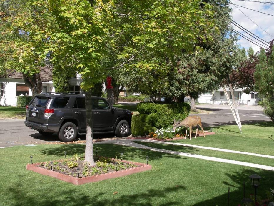 A deer on Nevada Street. Photo by Don Quilici