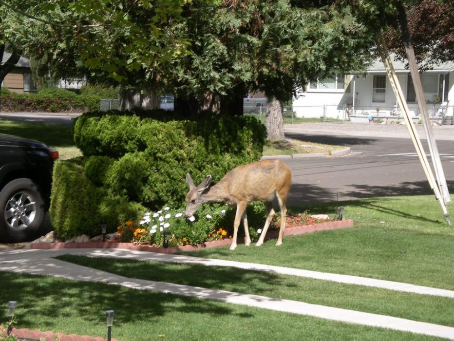 This one was eating flowers. Photo by Don Quilici