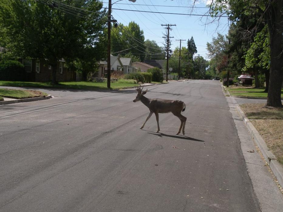 This one was spotted on Nevada Street. Photo by Don Quilici