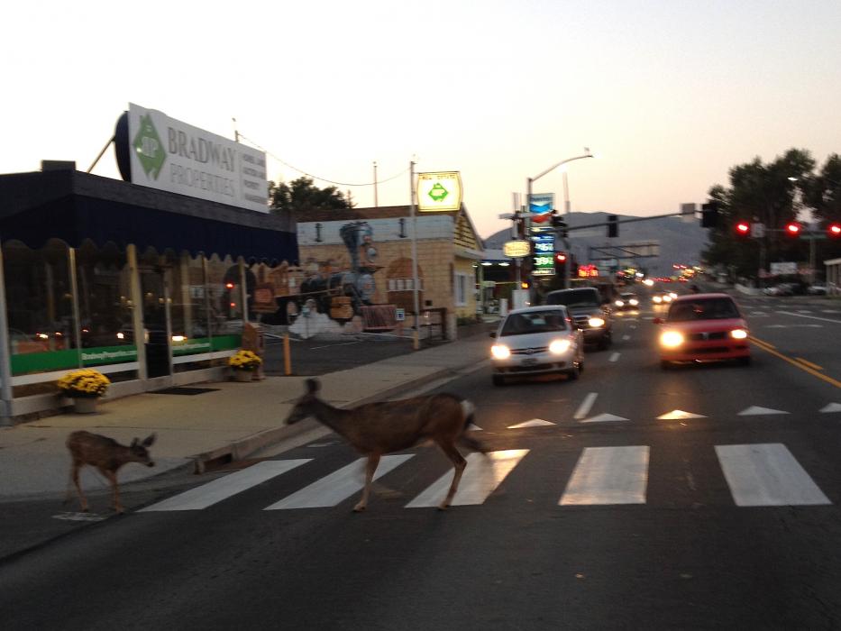 These two deer were spotted walking along a Carson Street crosswalk.