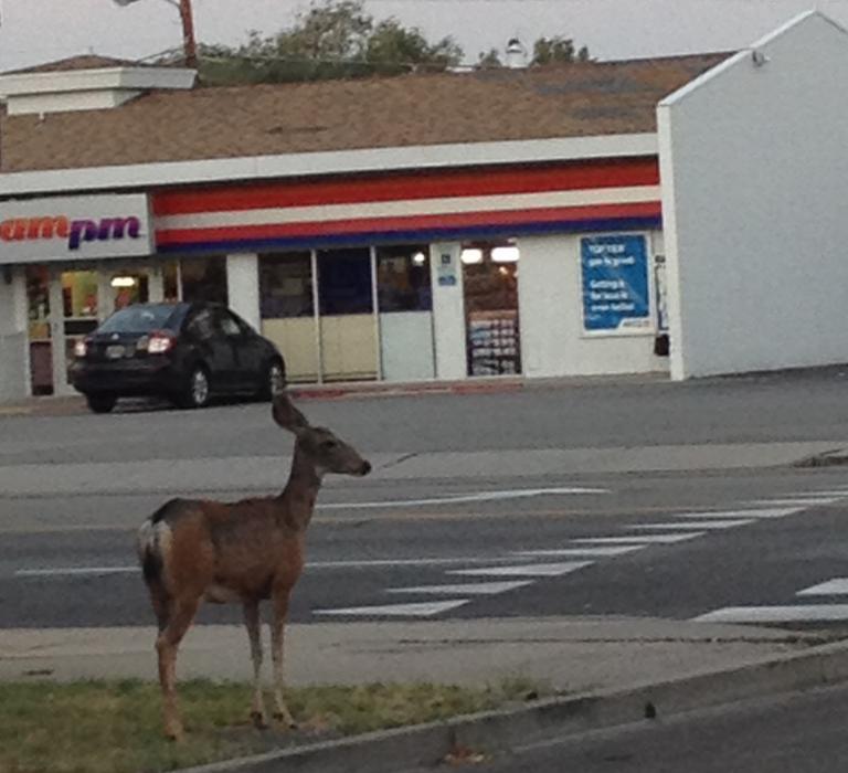 This deer was spotted along Carson and William streets.