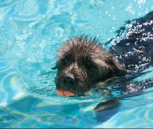 Pooch Plunge participant from last year