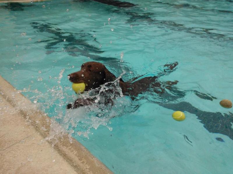Pooch Plunge