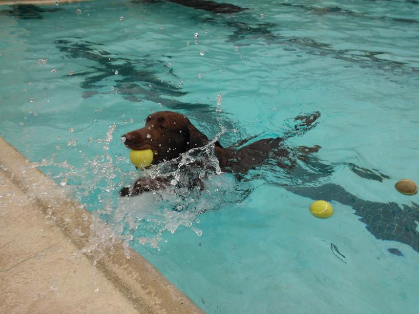 Pooch Plunge