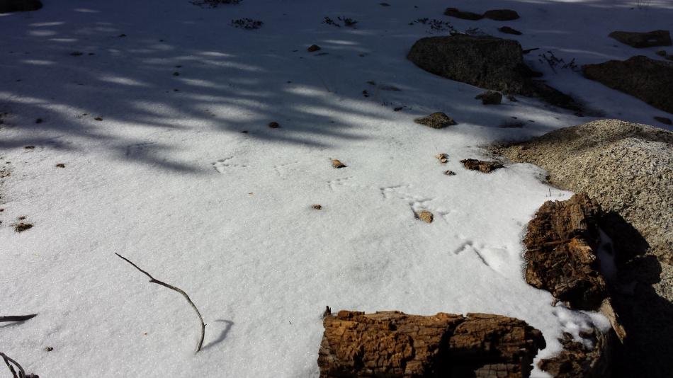 Grouse footprints left at Heavenly Tuesday morning.