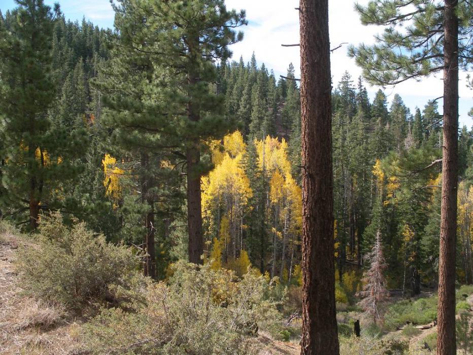 Fall colors of the Quaking Aspen Trees in the high country. Photo by Don Quilici