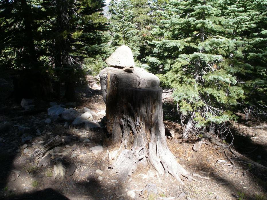 Many old tree stumps had rocks placed on top of them. Photo by Don Quilici