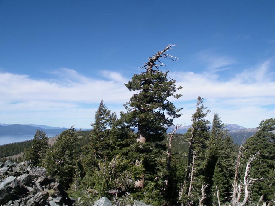 Wind-bent pine trees near the peak. Photo by Don Quilici