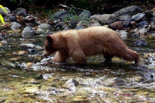 Photo of bear by Taylor Creek by Jim Rolfe.