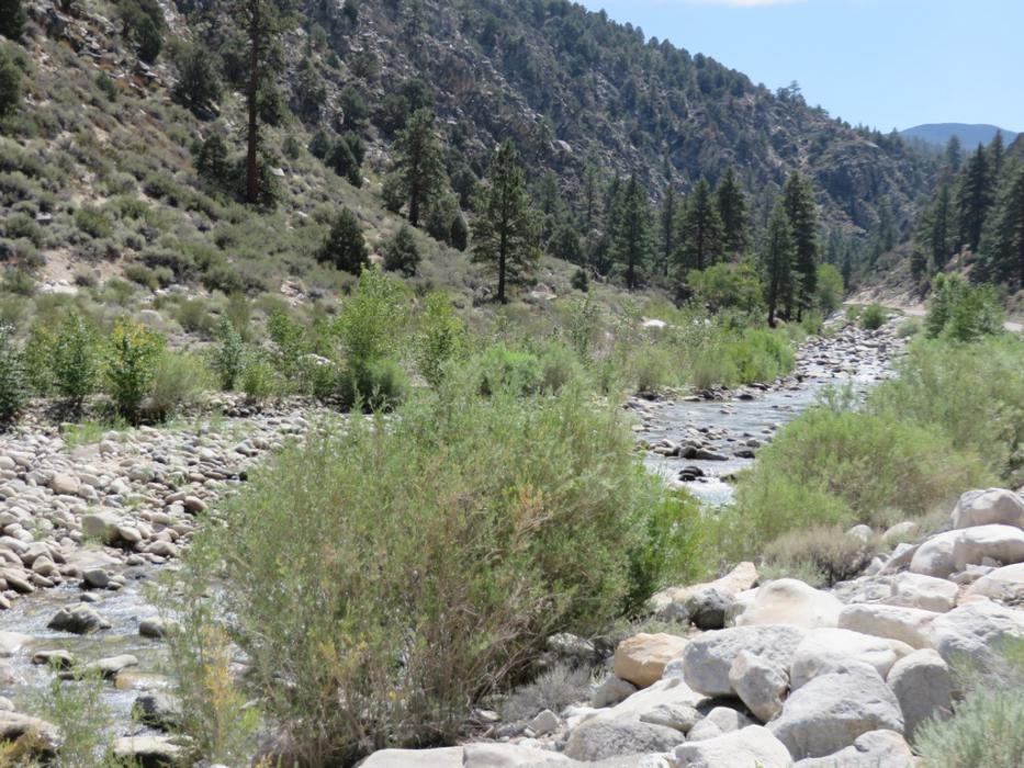 West Walker River closes November 15. Photo by Elaine Quilici
