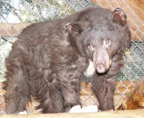 In her cage at LTWC, weighing 83 pounds. Cinder arrived weighing 39 pounds.
