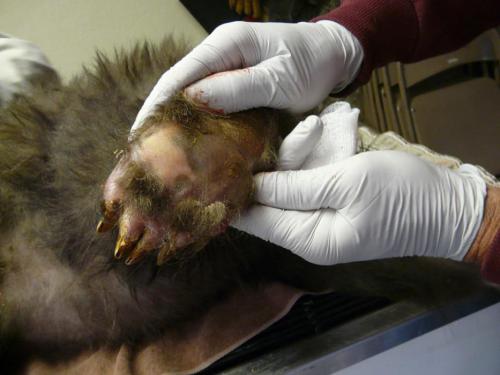 Her front paw on Nov. 6. Photo by Lake Tahoe Wildlife Care.