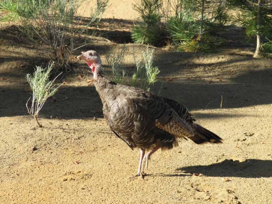 Watch out, Mr. Turkey, today is Thanksgiving Day! Photo by Elaine Quilici