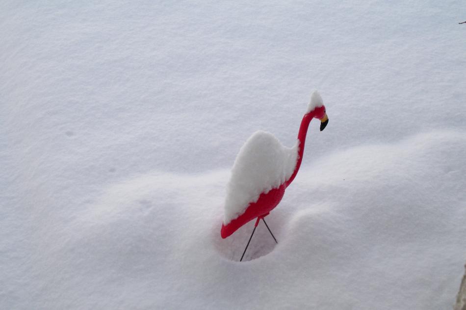 Hey, my feet are cold! Photo by Elaine Quilici