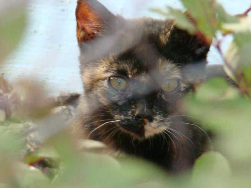 Shy "Toni" would love a quiet forever home.