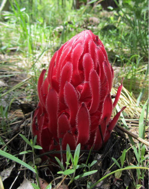 Snow Plant