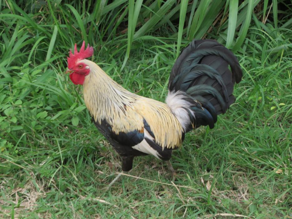 One of the countless wild chickens on Kauai. Photo by Elaine Quilici