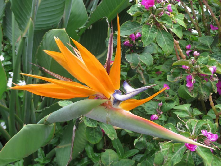 Bird of Paradise flower at Kauai. Photo by Elaine Quilici