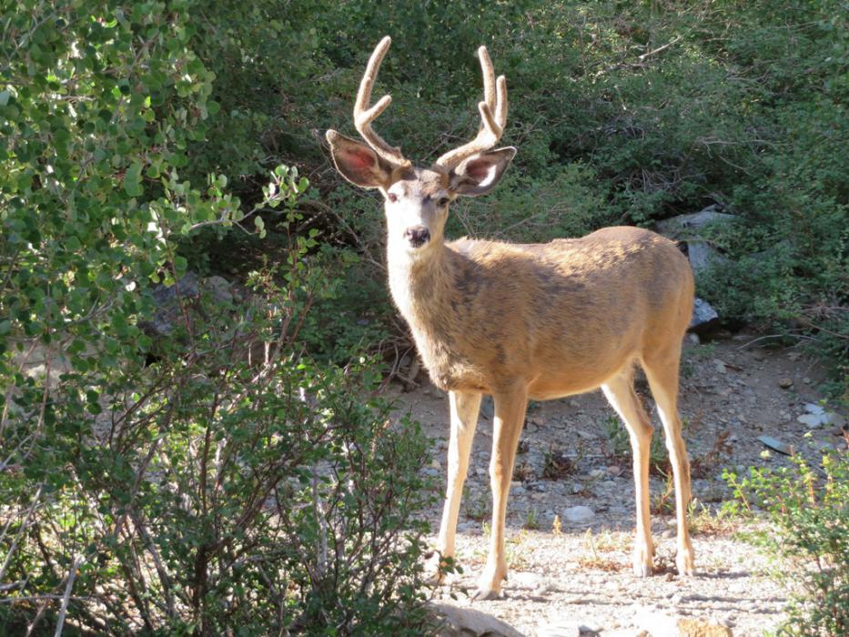 One of the daily visitors to Cabin No. 07. Photo by Elaine Quilici