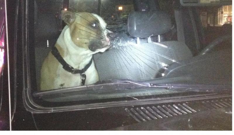 Photo provided by Carson City Sheriff's Office.