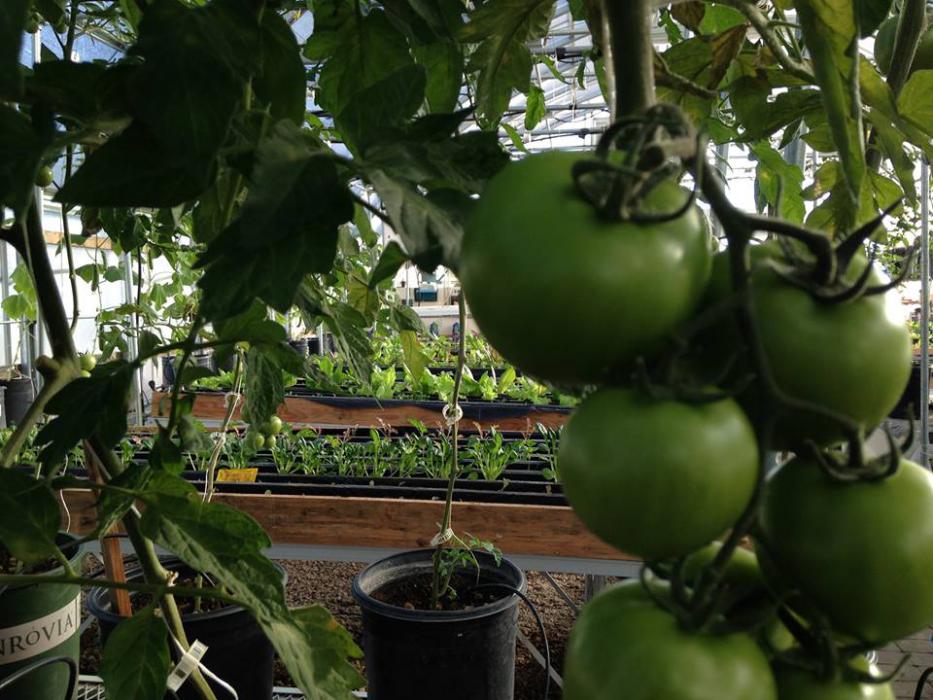 Organically grown produce raised by the Greenhouse Project in Carson City.