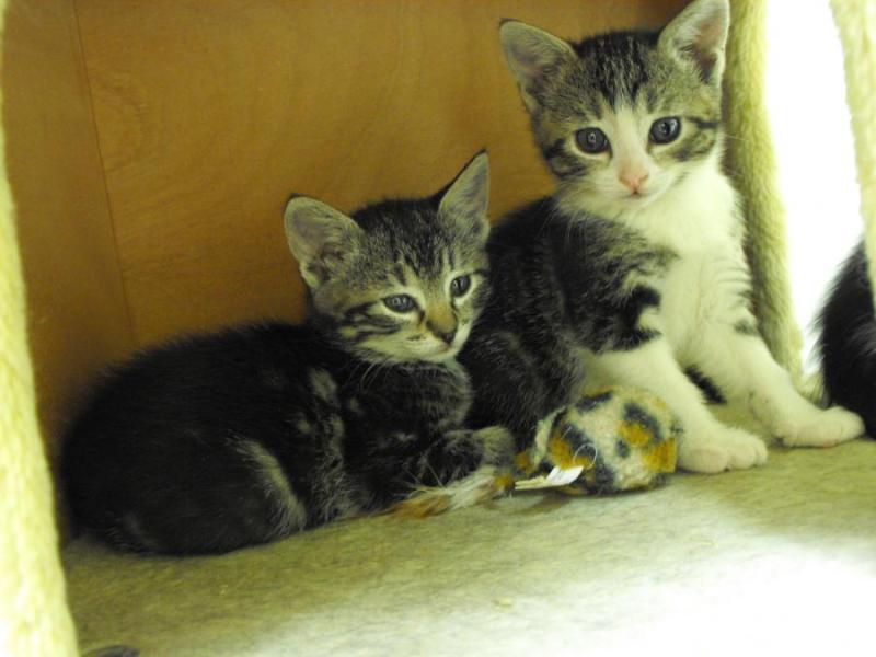 Our cats and kittens thank you too.