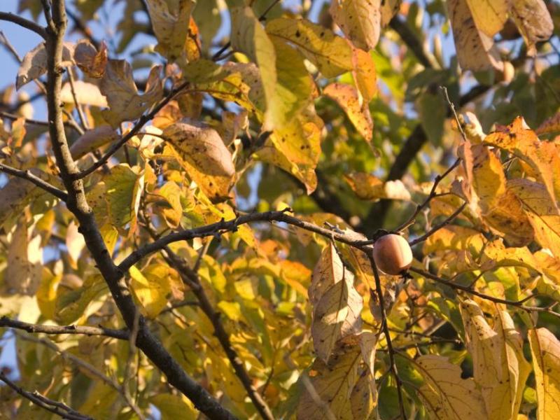 American persimmon tree bearing fruit in the fall. Wikipedia photo