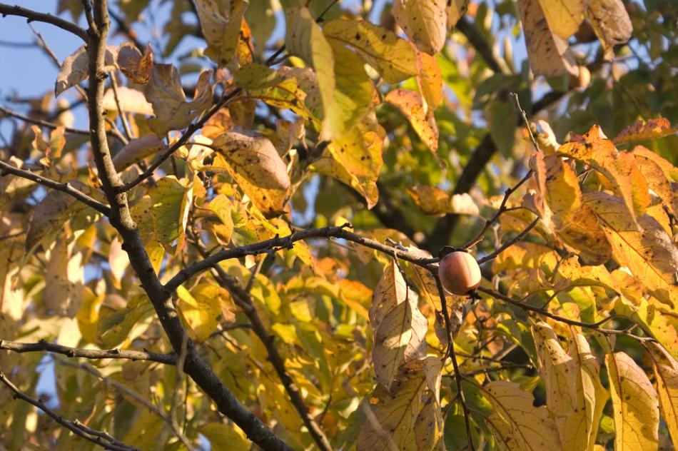 American persimmon tree bearing fruit in the fall. Wikipedia photo