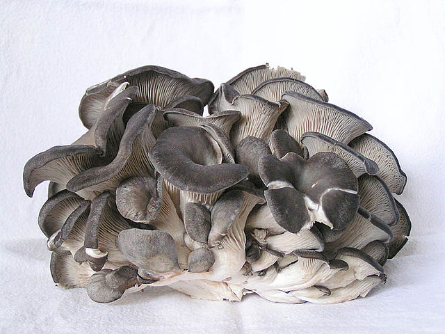 Oyster mushrooms. Wikipedia Commons