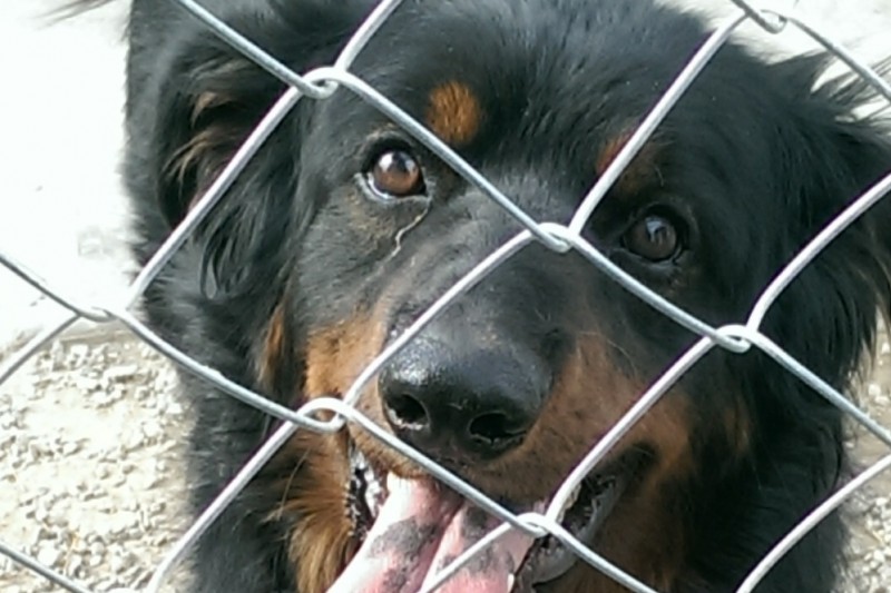 Fuzzy needs medical attention and a furever home