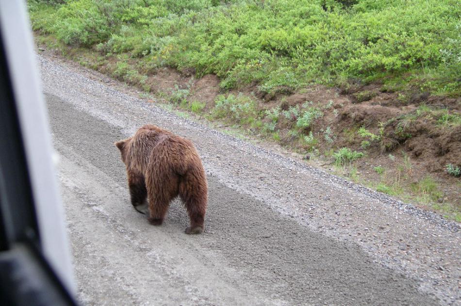 Grizzly Bear along the tour bus in Denali. Photo by Elaine Quilici