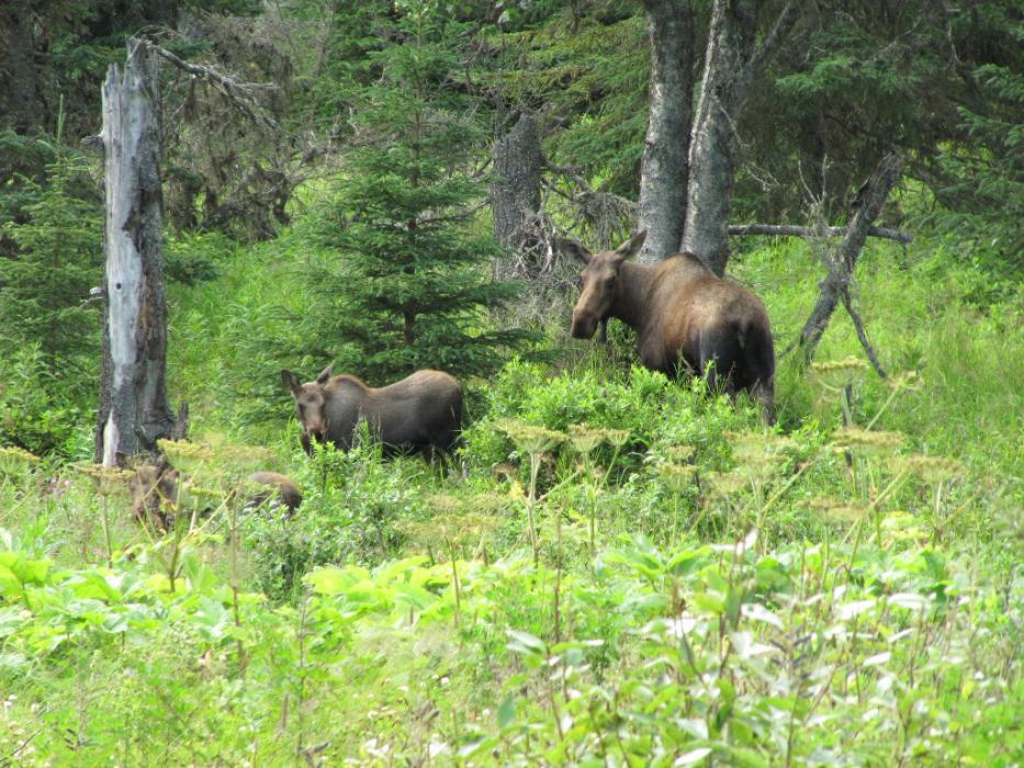 Cow and calf Moose in Denali.  Photo by Elaine Quilici