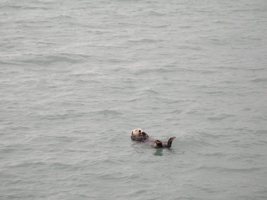 A Sea Otter enjoying its lunch at Seward. Photo by Elaine Quilici