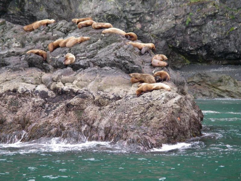 Sea Lions resting on the rocks at Seward. Photo by Elaine Quilici