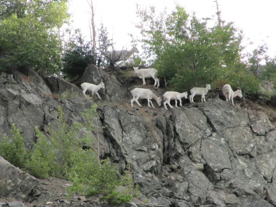 Dall Sheep along the highway on the Turnagain Arm.  Photo by Elaine Quilici