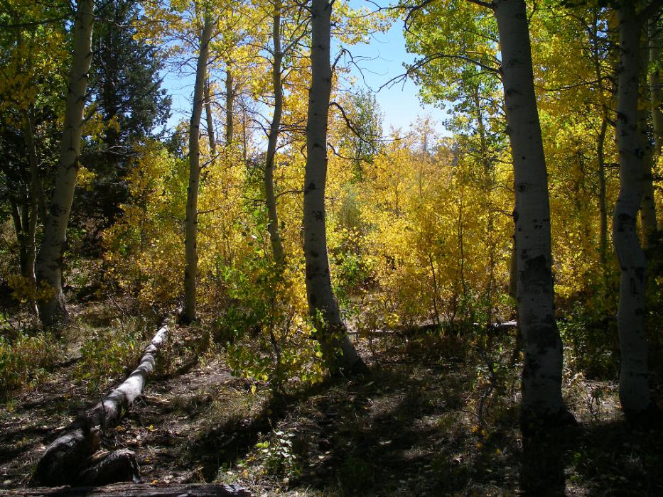 Fall colors in Alpine County, California. Photo by Elaine Quilici