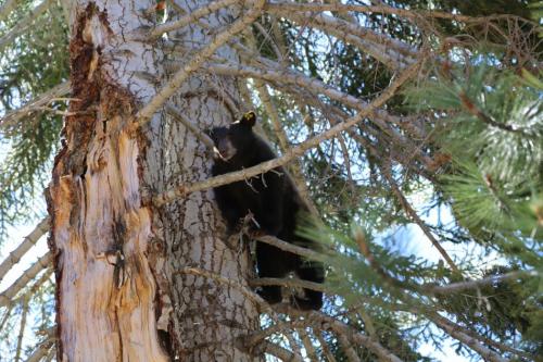 Photo courtesy of Nevada Department of Wildlife