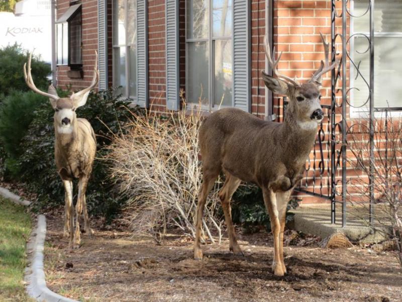 Deer frequent Nevada Street in Carson City. File photo by Elaine Quilici.