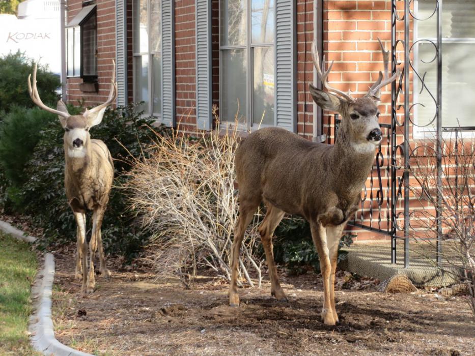 Deer frequent Nevada Street in Carson City. File photo by Elaine Quilici.