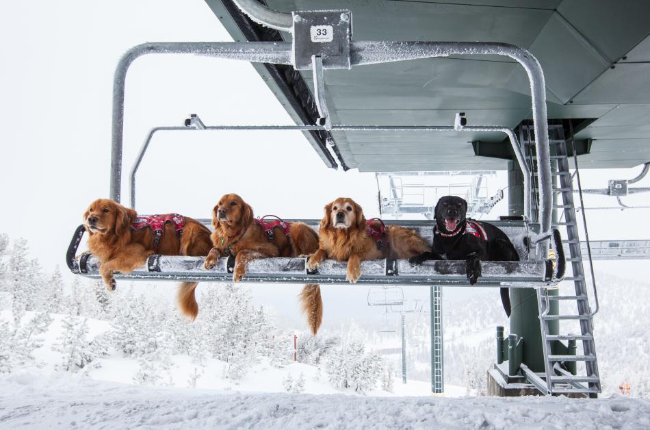 Rescue dogs pack a chairlift at Heavenly Mountain Resort.