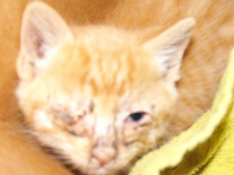 Your change can help us change a kitty's life from this...