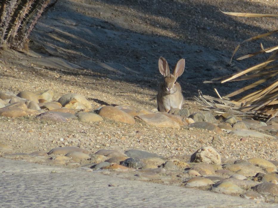 A Cottontail Rabbit cautiously eyes the photographer. Photo by Elaine Quilici