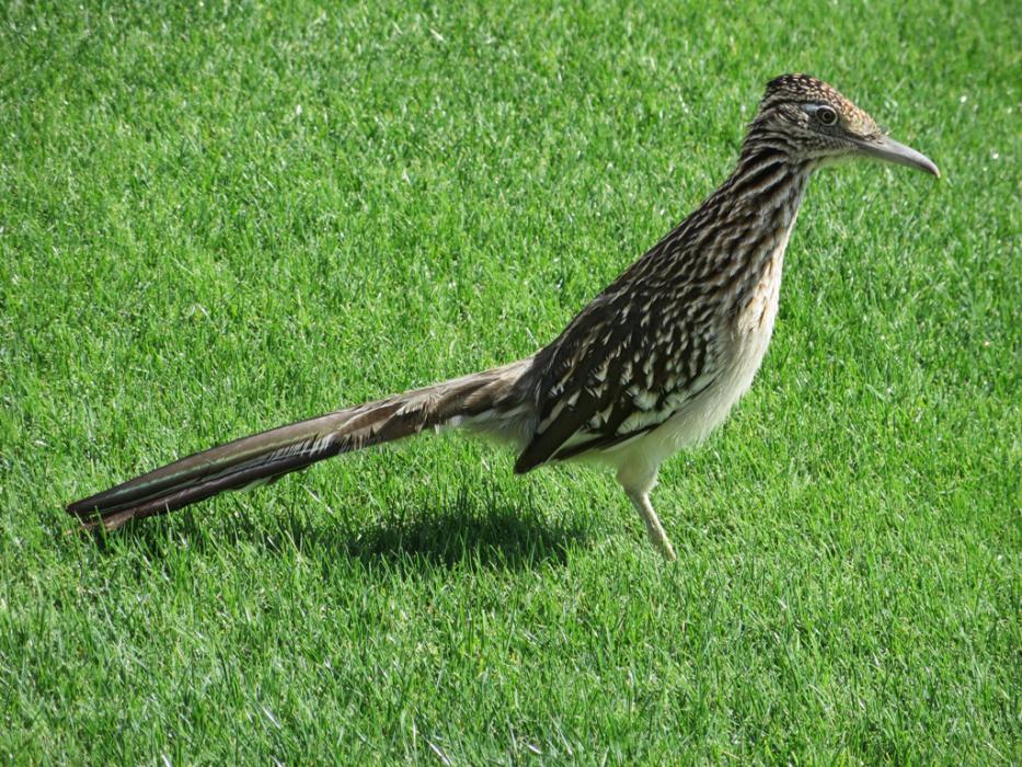 A Roadrunner on a golf course.  Photo by Elaine Quilici