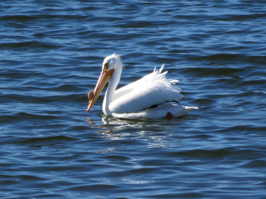 A White Pelican looking for lunch. Photo by Elaine Quilici
