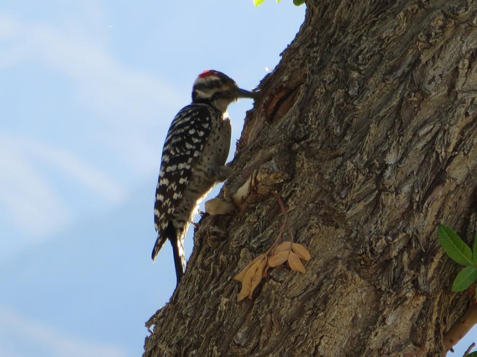 A Woodpecker also looking for lunch. Photo by Elaine Quilici
