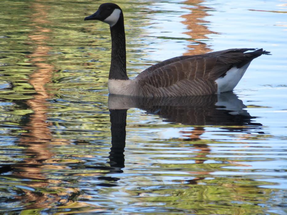 A Canada Goose taking life easy on a golf course pond. Photo By Elaine Quilici