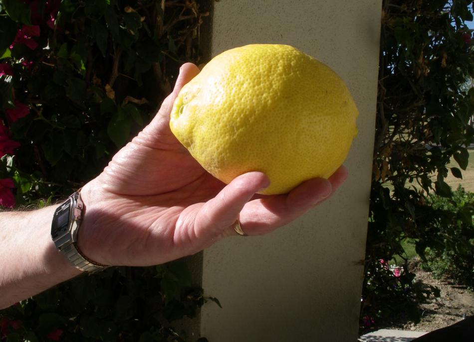 A giant lemon freshly picked from a tree. Photo by Elaine Quilici