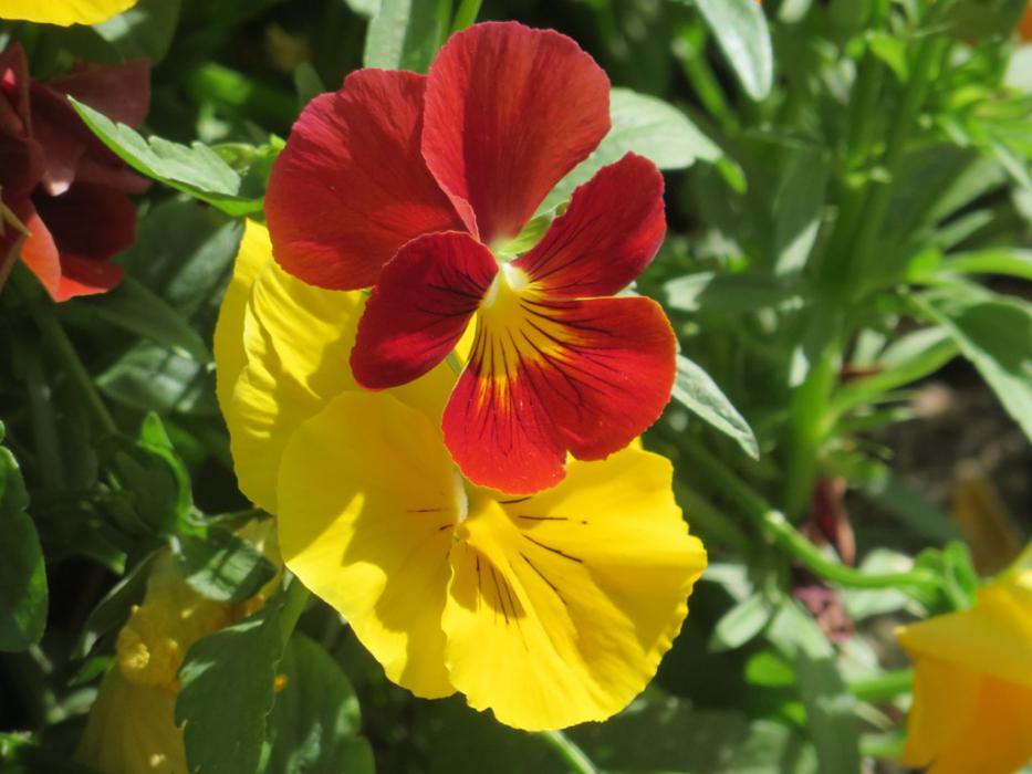 Flowers in the desert in February. Photo by Elaine Quilici